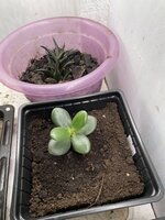 IMG_1374.jpeg IMG_1374.jpeg