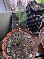 IMG_1377.jpeg IMG_1377.jpeg