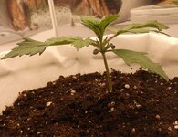 DSCF3393.JPG DSCF3393.JPG