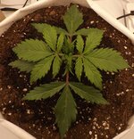 DSCF3399.JPG DSCF3399.JPG