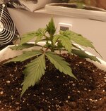 DSCF3400.JPG DSCF3400.JPG