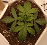 DSCF3403.JPG DSCF3403.JPG