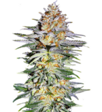 1761993801521.png 1761993801521.png