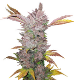 1762443145291.png 1762443145291.png