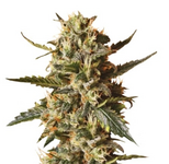 1762518759137.png 1762518759137.png