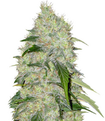 1762518807032.png 1762518807032.png