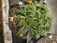 IMG_20251111_125207.jpg IMG_20251111_125207.jpg