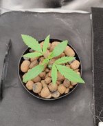 IMG_20251113_155449.jpg IMG_20251113_155449.jpg