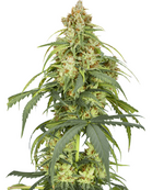 1763057100617.png 1763057100617.png