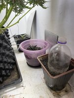 IMG_1598.jpeg IMG_1598.jpeg