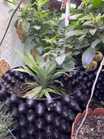 IMG_1601.jpeg IMG_1601.jpeg