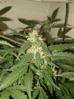 IMG_20251116_215731_045.jpg IMG_20251116_215731_045.jpg