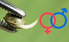 opredelenie-pola-budushchego-rasteniya-po-vneshnemu-vidu-semyan__ZmdHwIrVg8nCCPUG.jpg opredelenie-pola-budushchego-rasteniya-po-vneshnemu-vidu-semyan__ZmdHwIrVg8nCCPUG.jpg