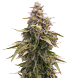 1763366709487.png 1763366709487.png