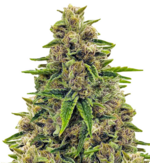 1763372709839.png 1763372709839.png