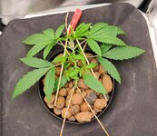 Day 17 (18.11).jpg Day 17 (18.11).jpg