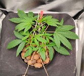 Day 19 (20.11).jpg Day 19 (20.11).jpg