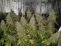 IMG_20240410_214416.jpg IMG_20240410_214416.jpg