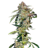 1763808915343.png 1763808915343.png