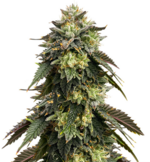 1763808941397.png 1763808941397.png