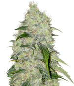 1763918301845.png 1763918301845.png