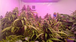 Джони трехлистник