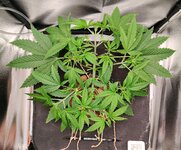 Day 24 (25.11).jpg Day 24 (25.11).jpg