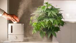 kak-uvlazhnit-slishkom-suhuyu-konoplyu__h5wnsD7ZTa7YJAXg.jpg kak-uvlazhnit-slishkom-suhuyu-konoplyu__h5wnsD7ZTa7YJAXg.jpg