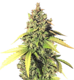 1764154749744.png 1764154749744.png