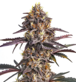 1764154754381.png 1764154754381.png