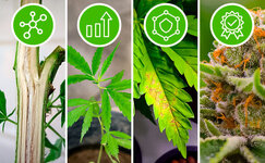 polza-rizobakterij-dlya-kannabisa__rRmdbkU6Q8D8viSP.jpg polza-rizobakterij-dlya-kannabisa__rRmdbkU6Q8D8viSP.jpg