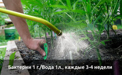 kak-pravilno-zaselit-pochvu-rizobakteriyami__3SigUL62SyNVpDvX.jpg kak-pravilno-zaselit-pochvu-rizobakteriyami__3SigUL62SyNVpDvX.jpg