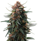 1764326714191.png 1764326714191.png