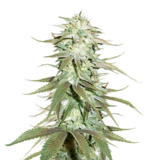 1764326736844.png 1764326736844.png