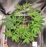 Day 27 (28.11).jpg Day 27 (28.11).jpg