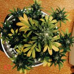 ∆льпухреньк∆