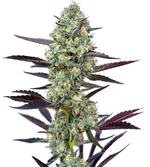 1764439516441.png 1764439516441.png