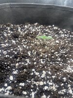 Первый гров