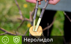 nerolidol__htrlR2n7NJnOxXuZ.jpg nerolidol__htrlR2n7NJnOxXuZ.jpg