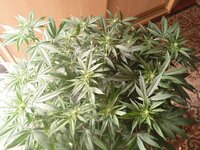 photo_2025-12-02_20-08-36 (2).jpg