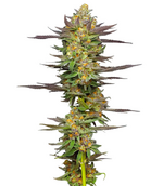 1764746193376.png 1764746193376.png