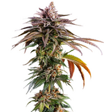 1764746320723.png 1764746320723.png