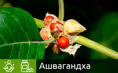ashvagandha__mDerzeJR5ergOb45.jpg ashvagandha__mDerzeJR5ergOb45.jpg