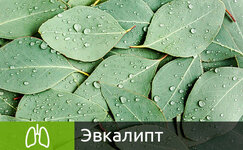 ehvkalipt__6d5hmw6WyxkJ83wt.jpg ehvkalipt__6d5hmw6WyxkJ83wt.jpg