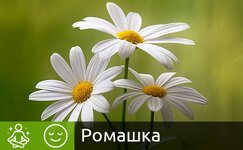 romashka__b2TGRRV7a7GB5wrP.jpg romashka__b2TGRRV7a7GB5wrP.jpg