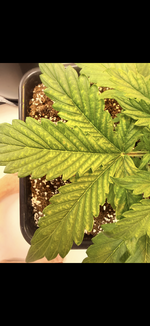 IMG_3207.png IMG_3207.png