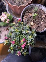 IMG_1829.jpeg IMG_1829.jpeg