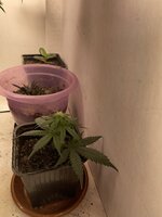 IMG_1849.jpeg IMG_1849.jpeg