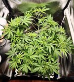 Day 35 (6.12).jpg Day 35 (6.12).jpg