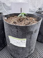 Три джунгарика